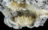 Partial Crystal Filled Fossil Gastropod in Matrix - Ruck's Pit #48321-1